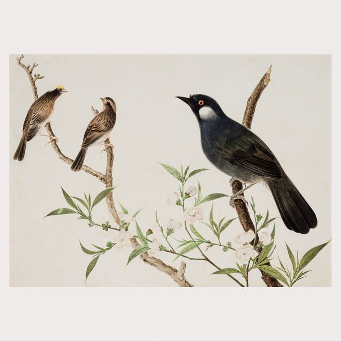 Study of Three Birds in a Peach Tree | MasterArt